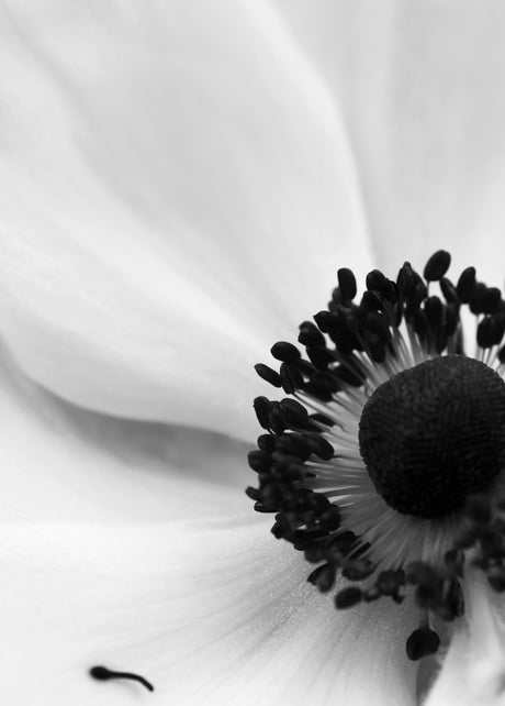Botanical