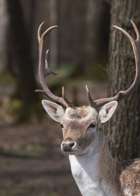 Wildlife
