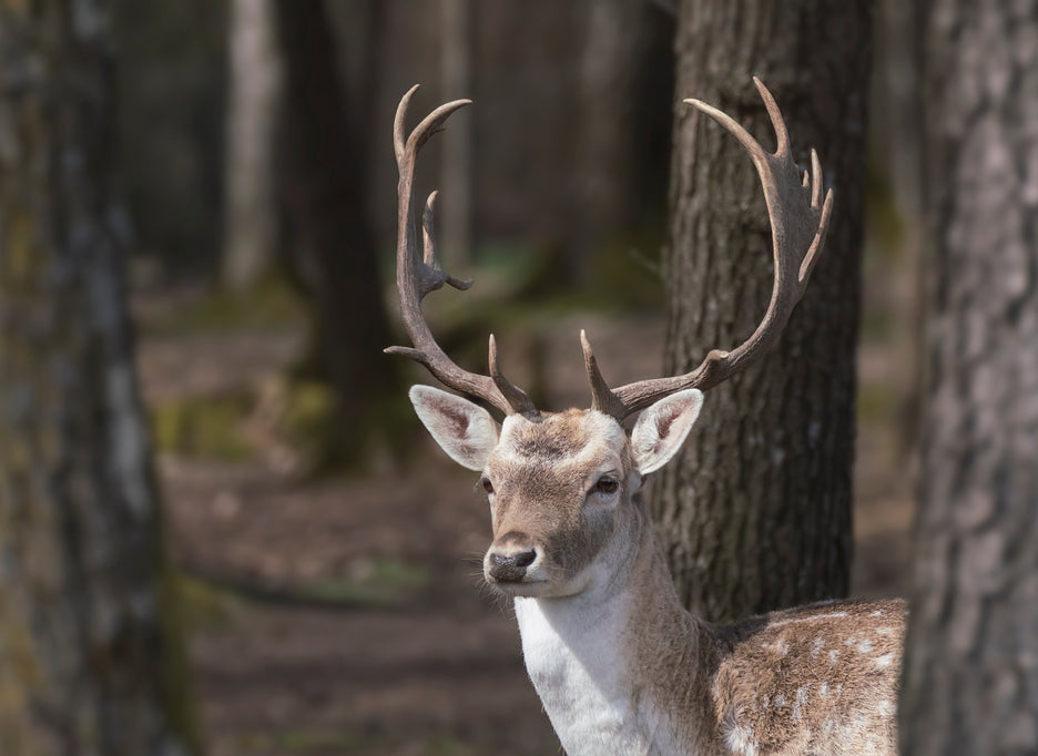 Wildlife